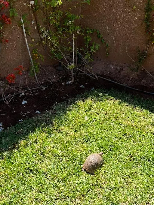 מרקש Villa Privative Tortues2 Piscine Chauffee 35Min Marrakech